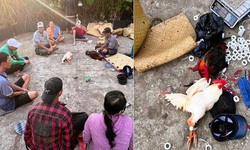 Triệt phá xới đá gà, bắt giữ 12 đối tượng