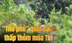 'Thủ phủ' quất cảnh miền Trung thấp thỏm mùa Tết vì dịch bệnh, thời tiết