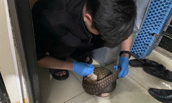 Giải cứu 12 c&#225; thể động vật qu&#253; hiếm c&#243; nguy cơ tuyệt chủng