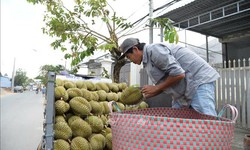 Giá sầu riêng nghịch vụ biến động, nhà vườn Đồng Tháp vẫn thu lãi khá cao