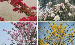 Bản giao hưởng tháng Ba - khi Hà Nội 'cất lời' bằng sắc hoa