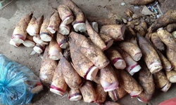 Măng vầu đang gây sốt, giá đắt đỏ nhưng giá nhập chỉ từ 10.000 đồng/kg