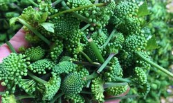 5 vị thuốc trị mất ngủ
