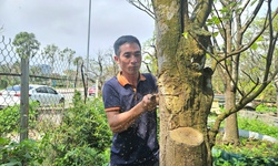 Kiếm tiền triệu mỗi ng&#224;y từ việc cắt tỉa, chăm s&#243;c c&#226;y cảnh sau Tết