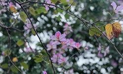 Hoa ban Hà Nội - dấu ấn Tây Bắc giữa đô thị phồn hoa