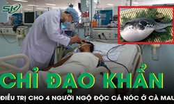 Bộ Y tế y&#234;u cầu khẩn trương cứu chữa 4 ca ngộ độc c&#225; n&#243;c nguy kịch