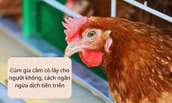 C&#250;m gia cầm c&#243; l&#226;y cho người kh&#244;ng, c&#225;ch ngăn ngừa dịch tiến triển