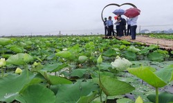 Hạt sen sau khi &#39;du h&#224;nh&#39; vũ trụ sẽ được trồng đối chứng để nghi&#234;n cứu