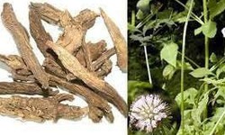 7 vị thuốc tốt cho người bị g&#227;y xương