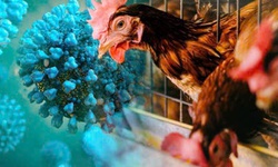 Tiếp x&#250;c với g&#224; chết, b&#233; g&#225;i 8 tuổi nhiễm c&#250;m gia cầm H5N1