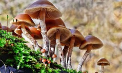 3 người nhập viện do ăn g&#224; nấu c&#249;ng nấm h&#225;i ở nương, 1 trường hợp đ&#227; tử vong