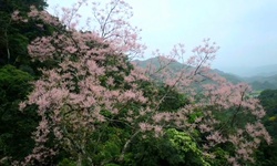 Hoa ngô đồng bung nở trên núi đá vôi giữa đại ngàn Tà Long