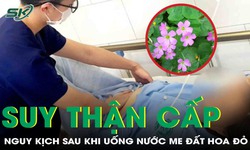 Suy thận cấp vi tin theo &#39;b&#225;c sĩ google&#39; uống nước me đất hoa đỏ 
