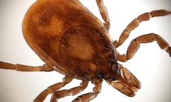 Lyme (Vi&#234;m nhiễm do bọ ve đốt): Nguy&#234;n nh&#226;n, triệu chứng, ph&#242;ng ngừa v&#224; điều trị