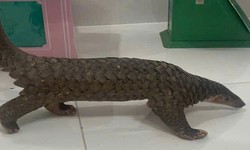 B&#236;nh Thuận: Truy tố nhiều đối tượng vận chuyển, bu&#244;n b&#225;n tr&#225;i ph&#233;p động vật hoang d&#227; nguy cấp, qu&#253; hiếm