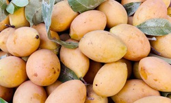 Thanh tr&#224; v&#224;o m&#249;a b&#225;n đầy chợ Việt gi&#225; v&#224;i chục ngh&#236;n đồng/kg