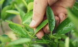 Gợi &#253; b&#224;i thuốc hay từ l&#225; chanh