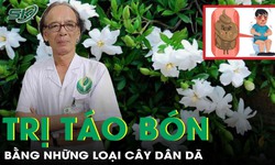 Trị t&#225;o b&#243;n dễ kh&#244;ng ngờ nhờ những loại c&#226;y d&#226;n d&#227; n&#224;y