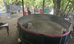 Triệt ph&#225; điểm đ&#225; g&#224; c&#243; h&#224;ng trăm &#39;con bạc&#39; tham gia