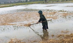 N&#244;ng d&#226;n căng m&#236;nh &#39;cứu l&#250;a&#39; sau lũ