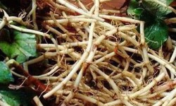 Rễ c&#226;y diếp c&#225; thường bỏ đi nhưng ai ngờ lại c&#243; nhiều c&#244;ng dụng qu&#253;