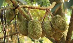 Sầu ri&#234;ng chữa bệnh g&#236;?