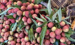 Vải u trứng trắng Hải Dương gi&#225; tiền trăm g&#226;y ‘sốt’ thị trường tr&#225;i c&#226;y Việt