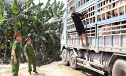 Kinh h&#227;i xe tải chở đầy lợn nhiễm dịch tả ch&#226;u Phi đi ti&#234;u thụ