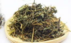 Giảo cổ lam c&#243; t&#225;c dụng g&#236;?
