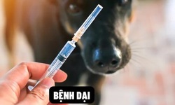 B&#236;nh Thuận ghi nhận một trường hợp tử vong nghi do bệnh dại kh&#244;ng r&#245; nguồn l&#226;y