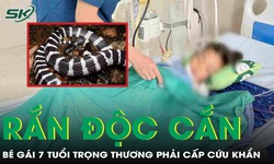 R&#249;ng m&#236;nh: Rắn độc chui từ điều h&#242;a ra cắn b&#233; g&#225;i 7 tuổi trọng thương 