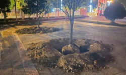 Huế: Đ&#224;o h&#224;ng loạt c&#226;y mai trước ng&#224;y b&#224;n giao trụ sở, Chủ tịch phường n&#243;i g&#236;?