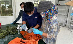Cứu hộ động vật hoang d&#227; qu&#253; hiếm mang thương tật nặng