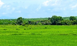 Đ&#224;n c&#242; qu&#253; hiếm c&#243; t&#234;n trong S&#225;ch đỏ xuất hiện tr&#234;n đồng ruộng ở Quảng Trị