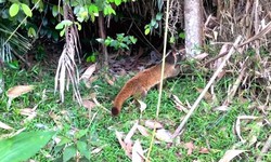 Thả 58 c&#225; thể cầy v&#242;i mốc qu&#253; hiếm về m&#244;i trường tự nhi&#234;n