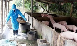 Dịch tả lợn Ch&#226;u Phi l&#224;m chết hơn 30.000 con: Chủ động triển khai c&#225;c ch&#237;nh s&#225;ch hỗ trợ người chăn nu&#244;i bị thiệt hại 