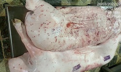 Vụ C&#244;ng ty C.P. Việt Nam bị &#39;tố&#39; d&#249;ng lợn bệnh: Kh&#244;ng khởi tố vụ &#225;n v&#236; kh&#244;ng c&#243; dấu hiệu tội phạm