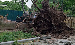 H&#224; Nội khẩn trương thu dọn hơn 940 c&#226;y đổ, g&#227;y c&#224;nh sau trận d&#244;ng lớn