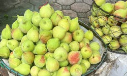 Tiểu thương tiết lộ sự thật về đào mỏ quạ đang được bán ngoài chợ