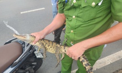 TPHCM: Bắt được c&#225; sấu xuất hiện tr&#234;n k&#234;nh Nước Đen