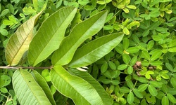 C&#225;ch uống nước l&#225; ổi gi&#250;p giảm mỡ m&#225;u tự nhi&#234;n