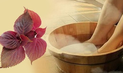 4 c&#225;ch sử dụng nước l&#225; t&#237;a t&#244; tốt nhất cho sức khỏe