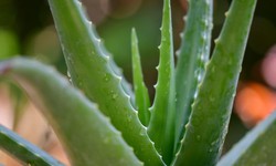 5 c&#225;ch l&#224;m mờ sẹo lồi tại nh&#224; đơn giản v&#224; hiệu quả