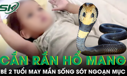 Bé trai 2 tuổi cắn chết rắn hổ mang trong lúc chơi gần nhà