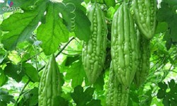5 loại đồ uống tự l&#224;m gi&#250;p kiểm so&#225;t đường huyết cao