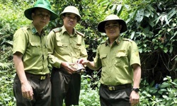 Thả c&#225; thể r&#249;a hộp tr&#225;n v&#224;ng qu&#253; hiếm về rừng tự nhi&#234;n P&#249; Huống
