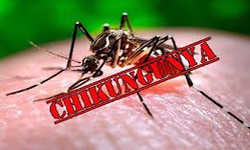 Dịch bệnh Chikungunya tăng tại nhiều nước, Bộ Y tế khuyến c&#225;o khẩn c&#225;c biện ph&#225;p ph&#242;ng, chống