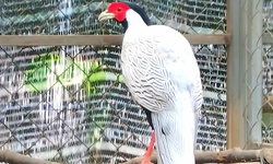 B&#234;n trong nơi bảo tồn, nh&#226;n giống g&#224; l&#244;i trắng v&#224; nhiều lo&#224;i động vật qu&#253; hiếm ở Huế