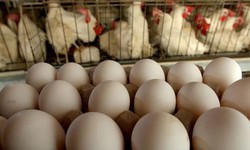 Trứng g&#224; tăng gi&#225; dựng đứng c&#243; phải do khan hiếm nguồn cung?