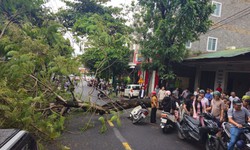 Cây phượng bật gốc đè trúng 2 xe máy chở 4 người ở Quảng Trị